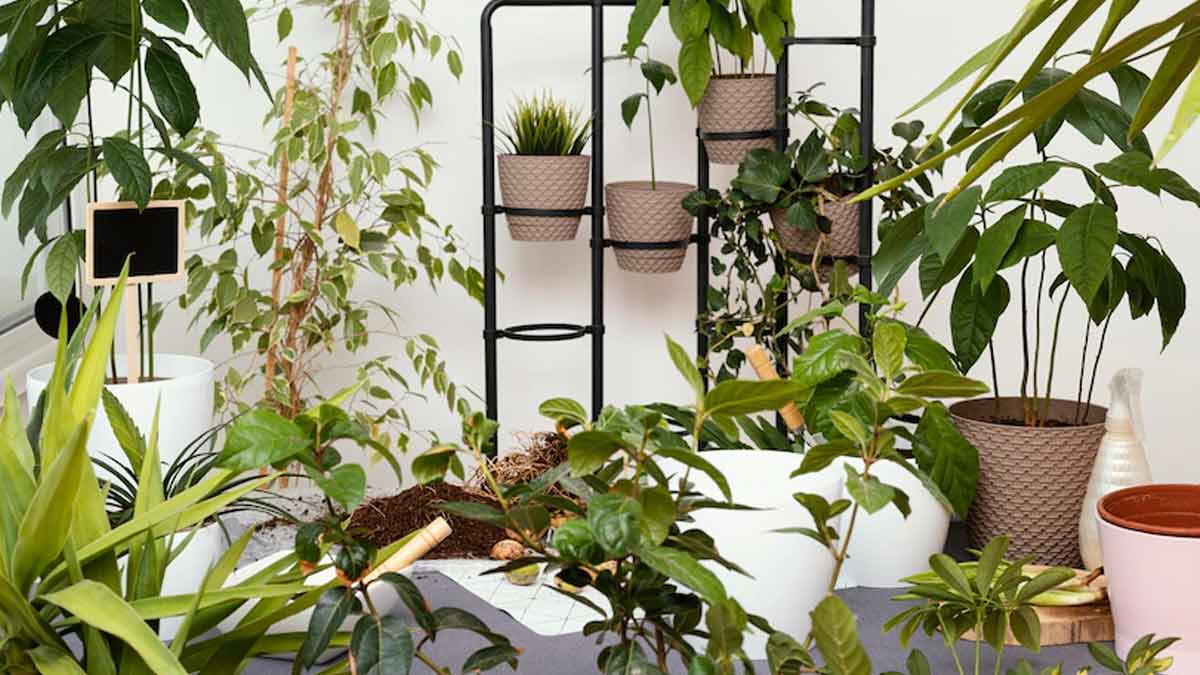 सर्दियों से पहले पौधों को कैसे तैयार करेंHow To Prepare Potted Plants