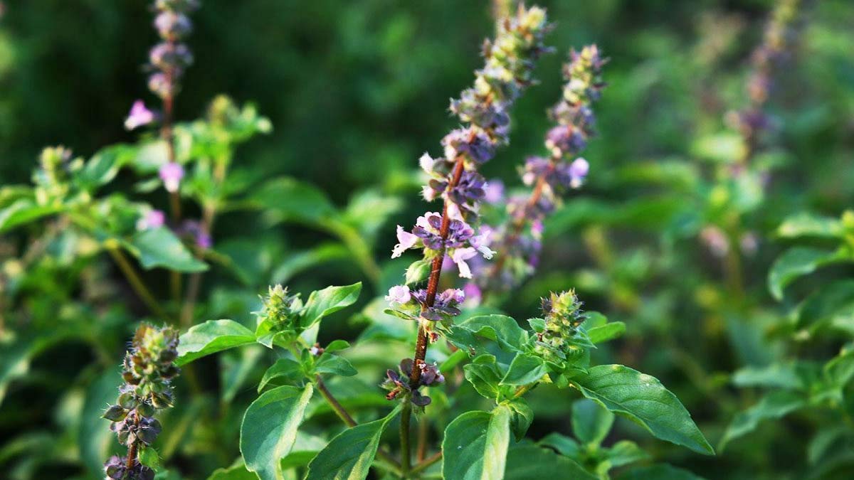 tulsi astro manjari remedies for money
