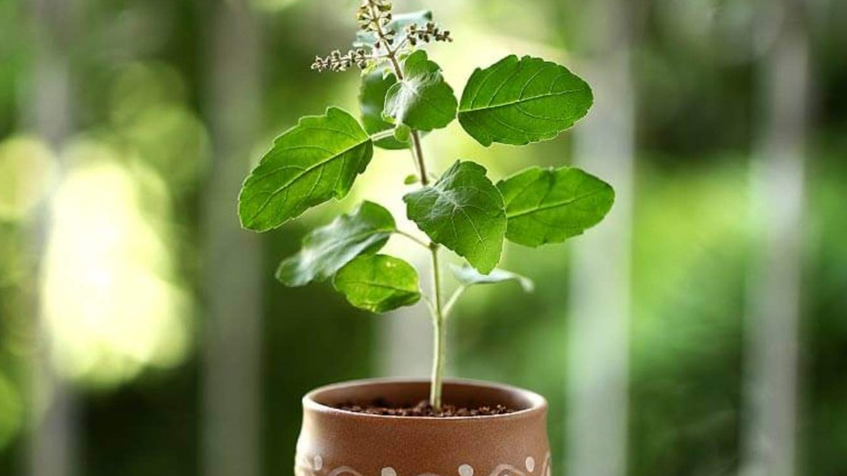 tulsi plant in tulsi vivah