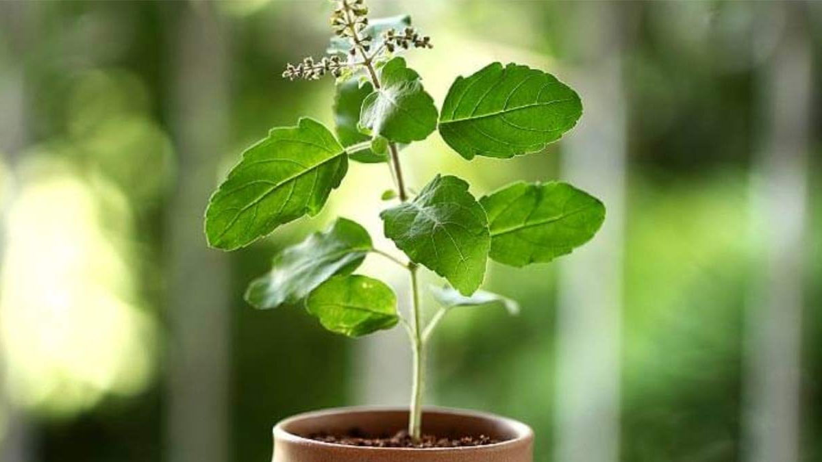 tulsi plant vastu rules