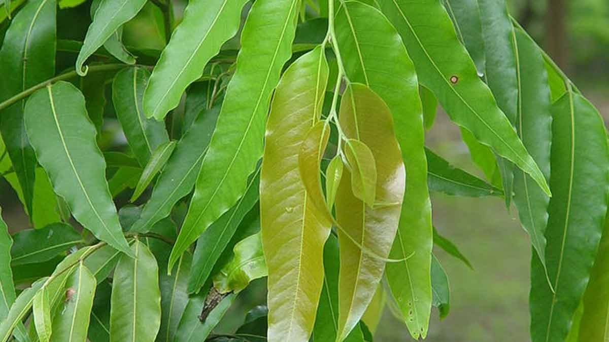 tulsi vivah lucky plant