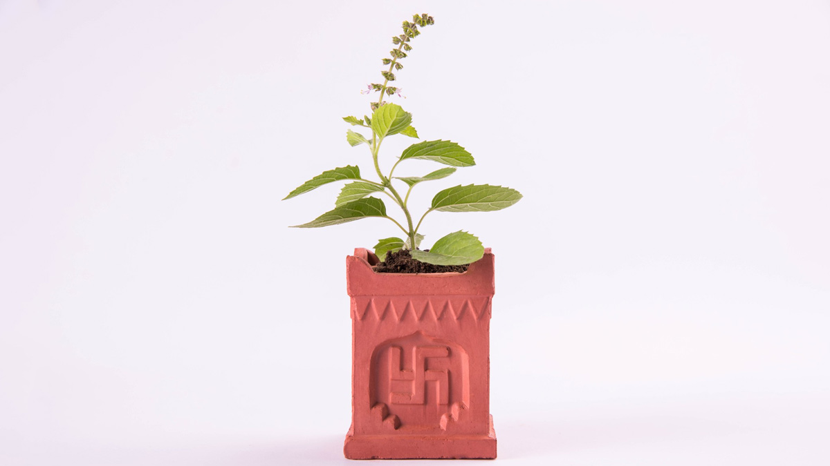 Types Of Basilतुलसी के प्रकारKitne Type Ki Hoti Hai Tulsi different