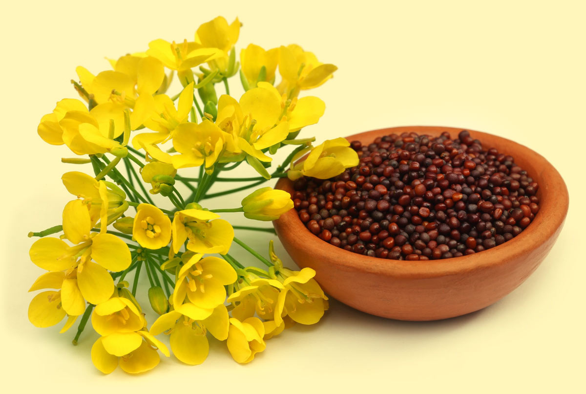 Fenugreek Seedsमेथी दाने की जगह क्या इस्तेमाल करेंMasalo Ke Vikalp