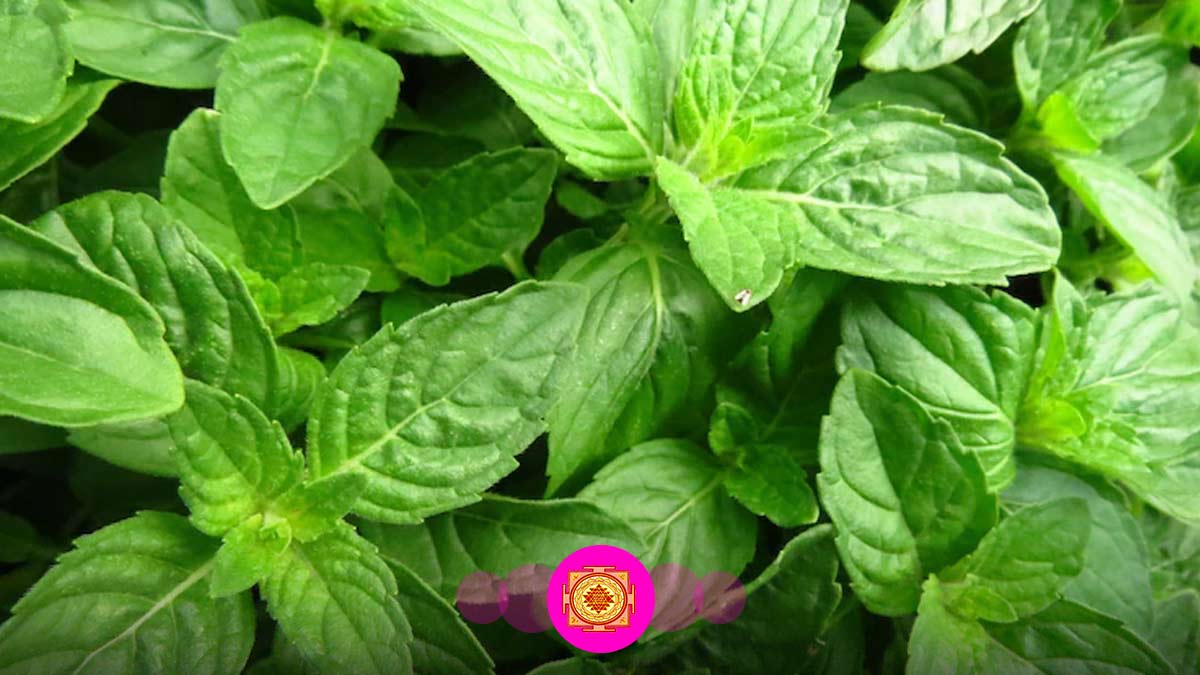 Basil Plant Important Vastu Tips तुलसी के साथ ना रखें ये पौधे Tulsi