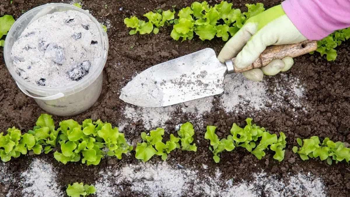 Uses Of Lime Powder सर्दियों में पौधों का ध्यान कैसे करें Winter