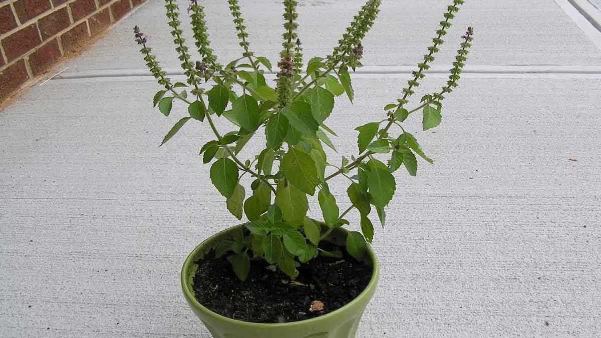 which tulsi plant is good
