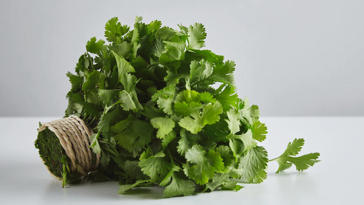 Coriander for Skin