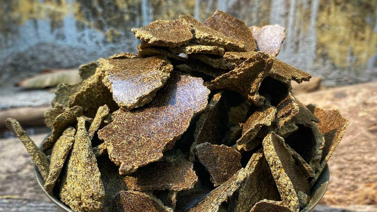 Fertilizing Harsingar Parijat Flower Plant