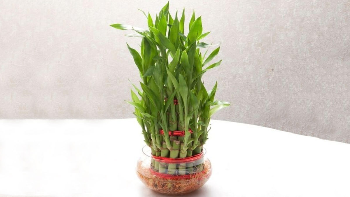 What is the Luckiest Plant in October 2022 अक्टूबर के लकी पौधे