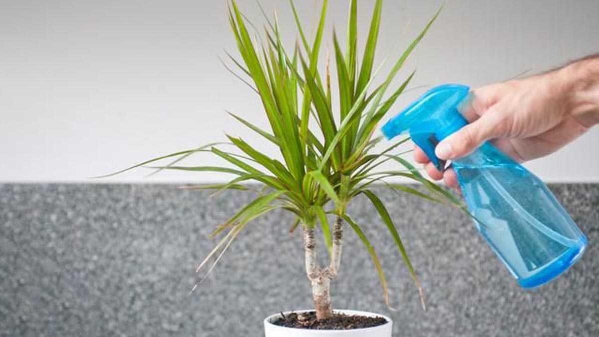 best bug spray for indoor plants