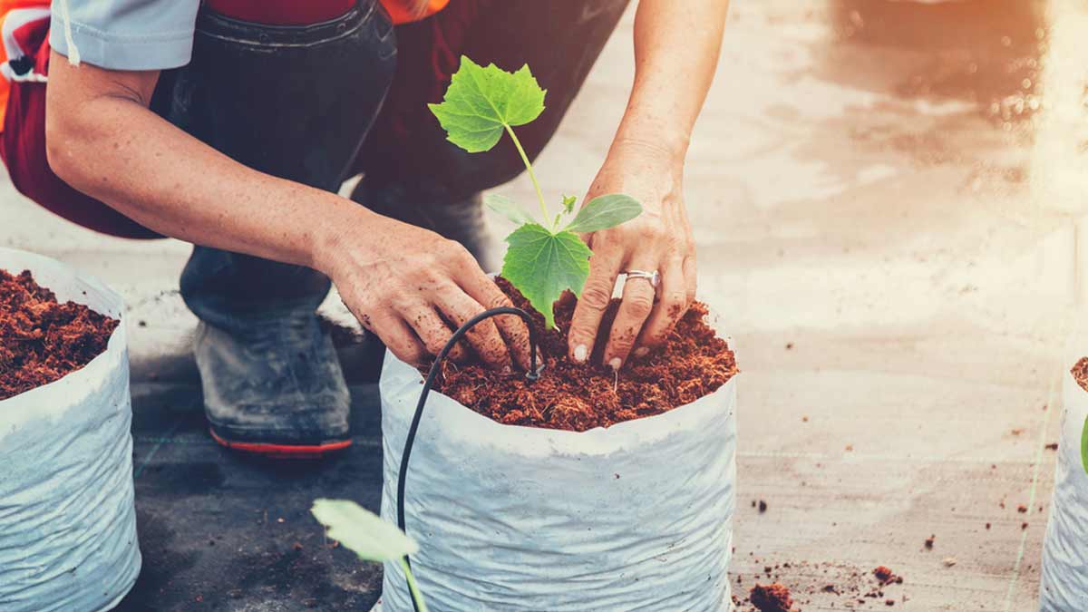 best fertilizer for indoor plants in hindi