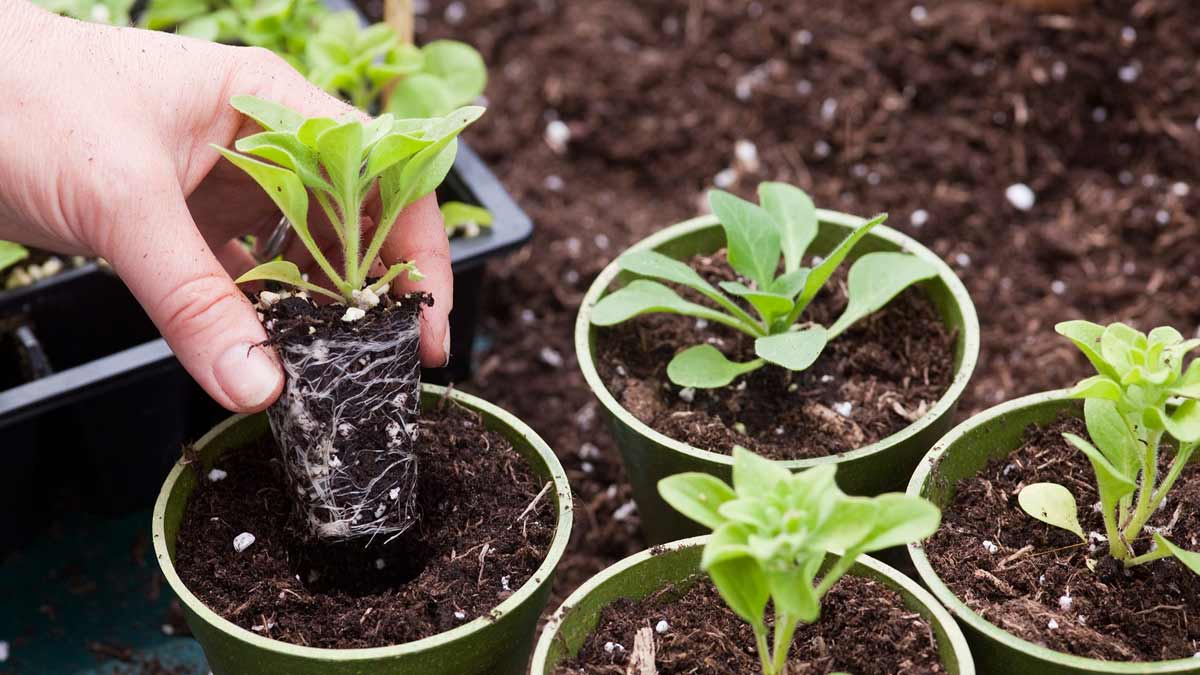 best fertilizer for indoor plants