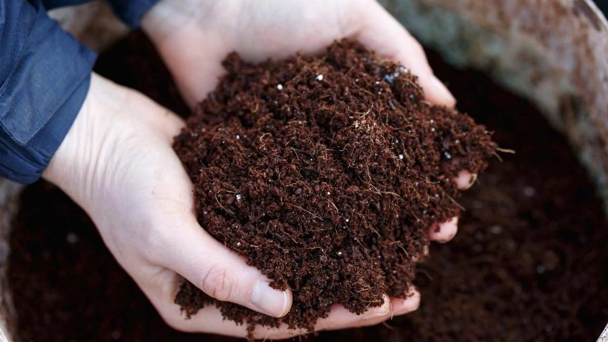 best fertilizer for plant