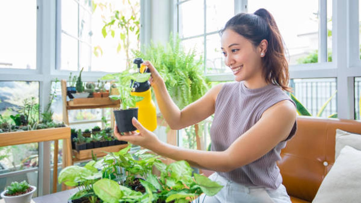 best organic insecticide for indoor plants