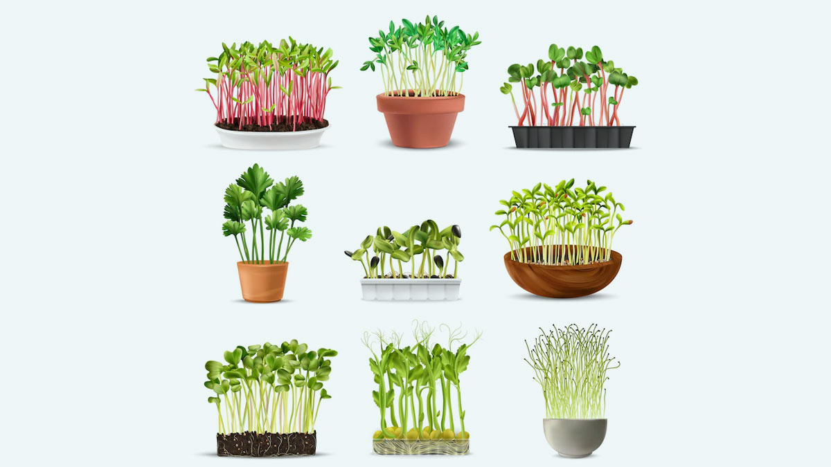 different types of sprouts