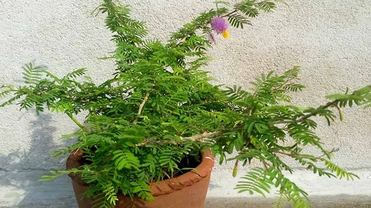 Significance Of Shami Plant | दशहरा के उपाय | Dhan Ke Upay Hindi Me |  dussehra 2022 shami plant remedies for money | HerZindagi