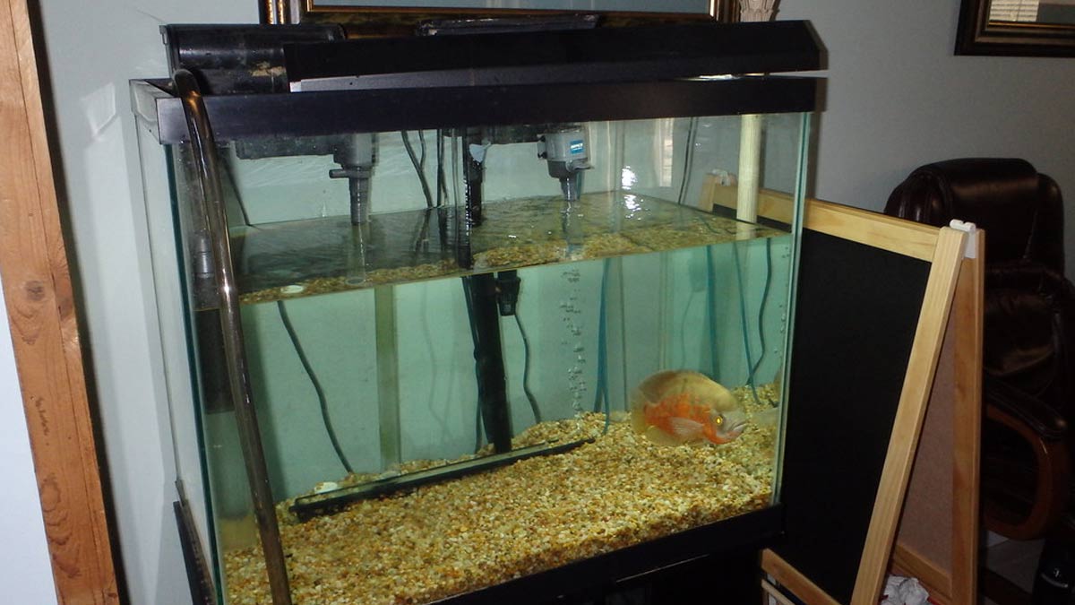 एक्‍वेरियम को साफ करने का तरीकाWhat Is The Best Way To Clean Out A