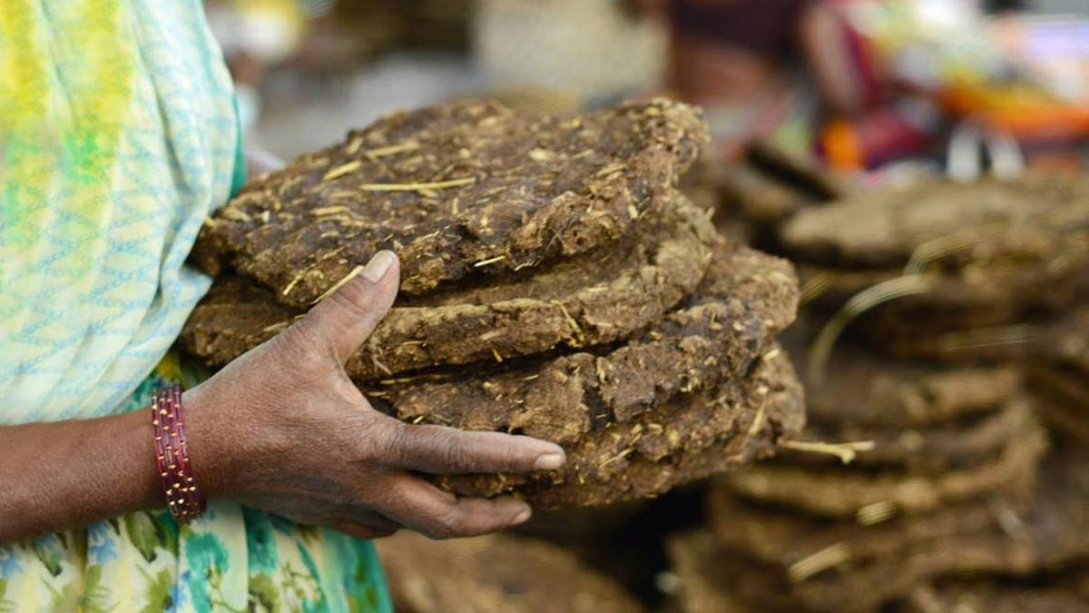 buy cow dung cakes online | गाय के गोबर से बनी उपली अब मिलेगी ऑनलाइन -  Latest News & Updates in Hindi at India.com Hindi