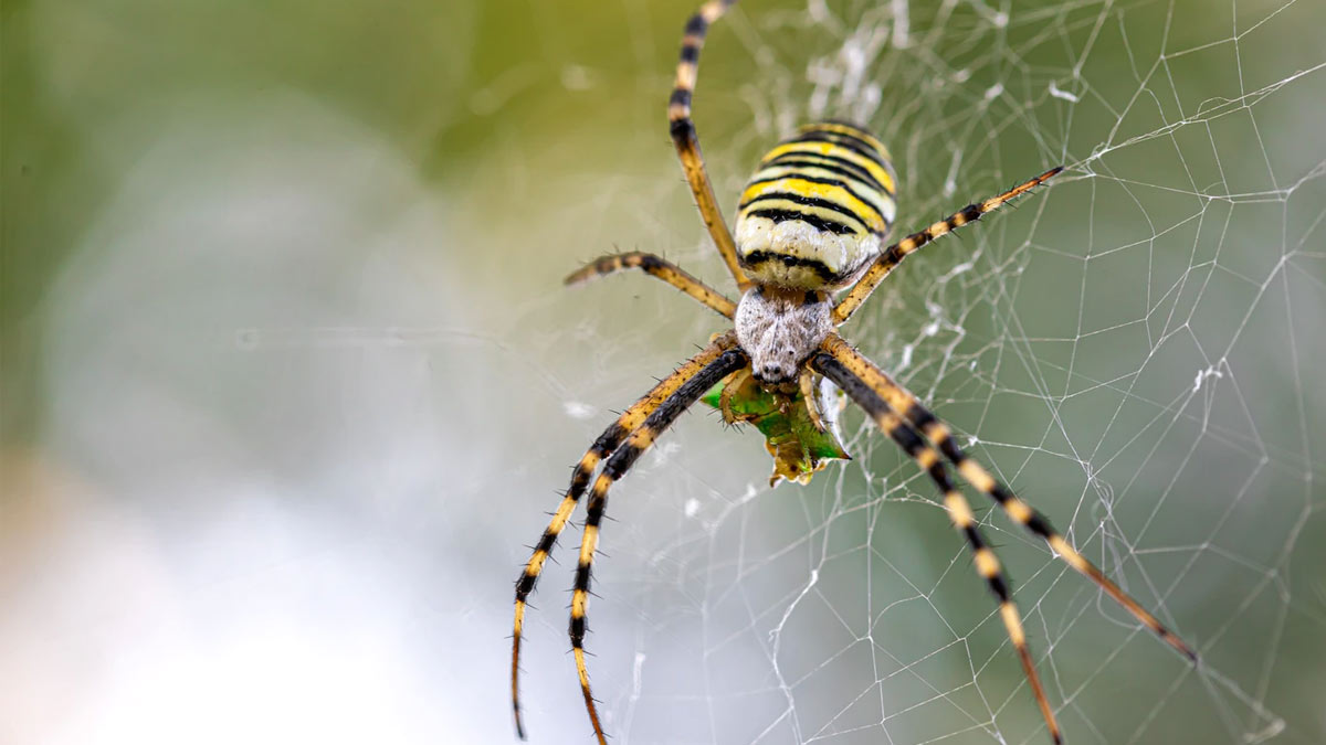 Get Rid Off Spider Tips In Tamil | சிலந்தி பூச்சி | silanthi poochi ...
