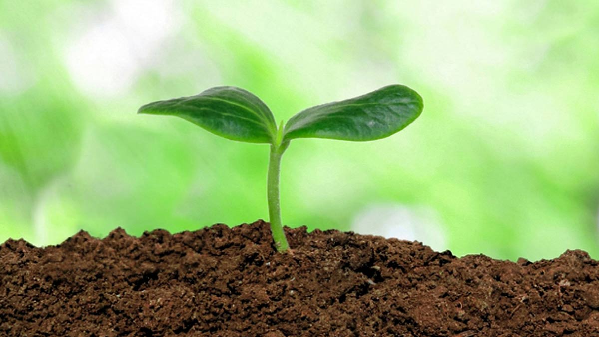 grow shatavari plant