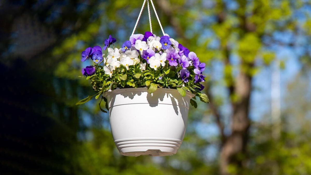 How To Use Diapers In Garden बेबी डायपर से जुड़े यह गार्डनिंग हैक्स