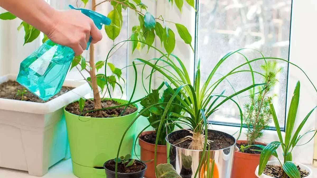 homemade indoor plant bug spray