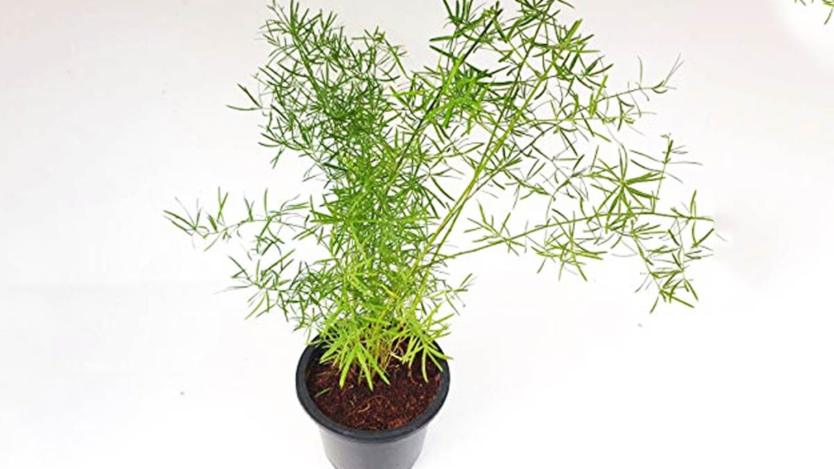 how to grow shatavari plant at home