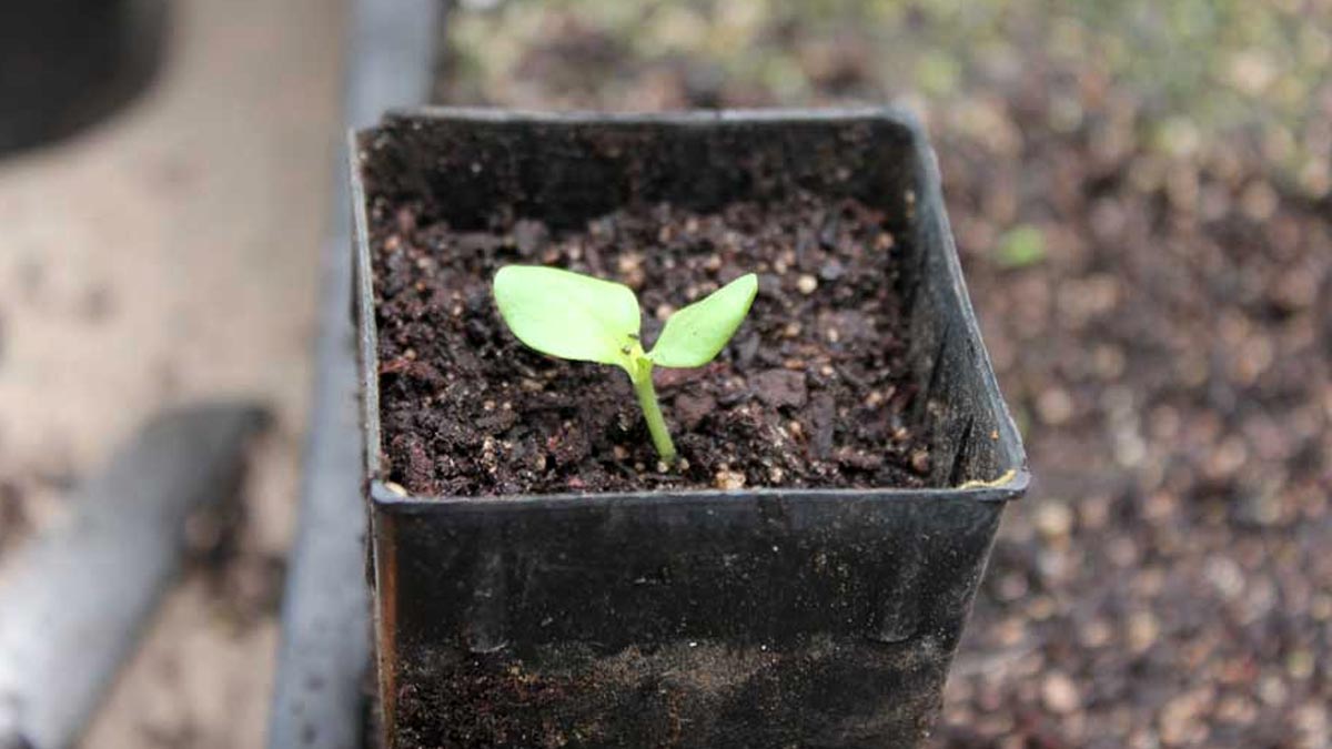how to grow shatavari plant in hindi