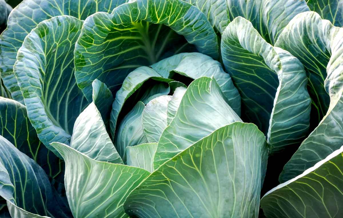 how to protect green leafy vegetables