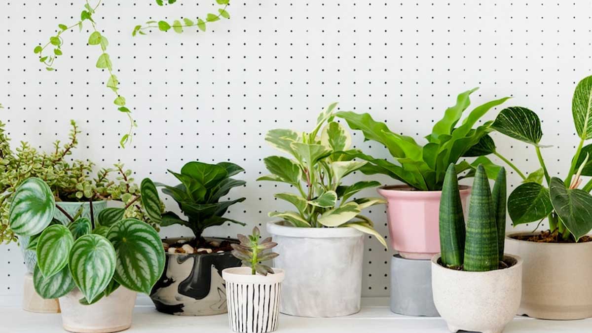 indoor plants under rupees only