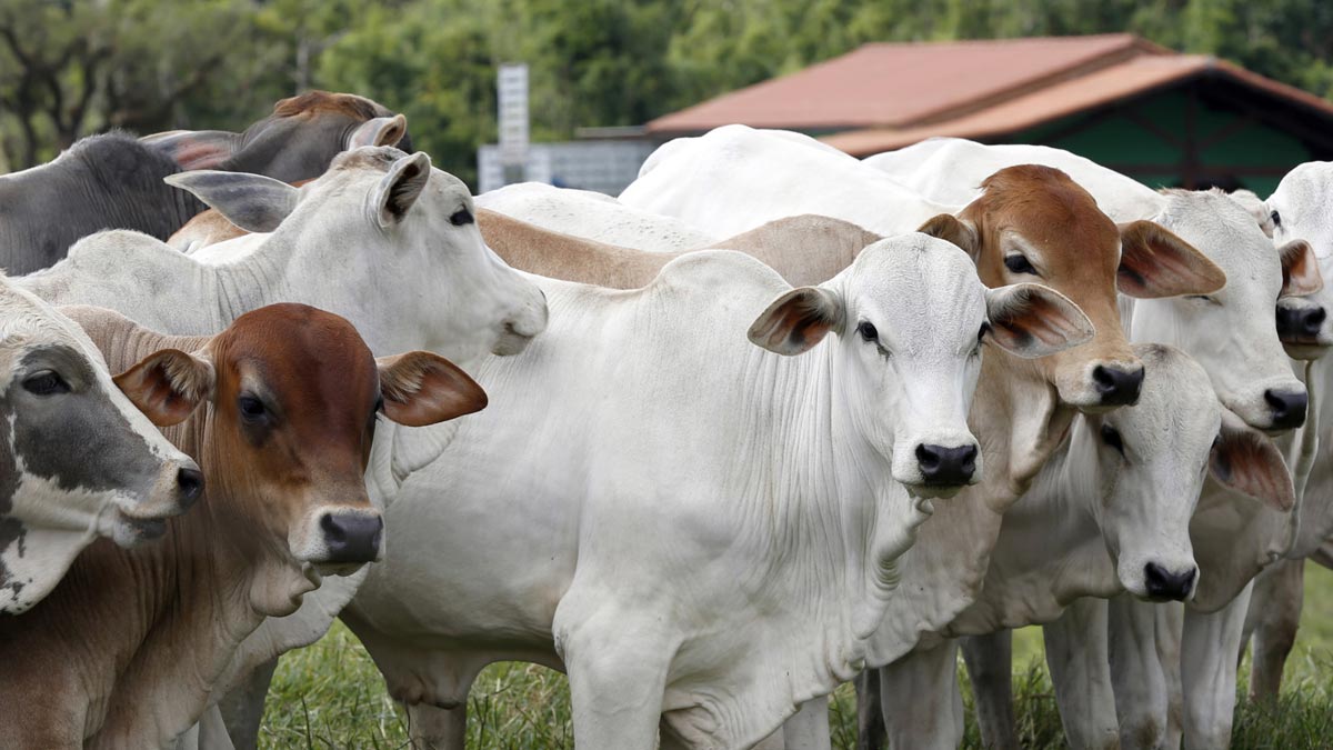 kartik month things not to do