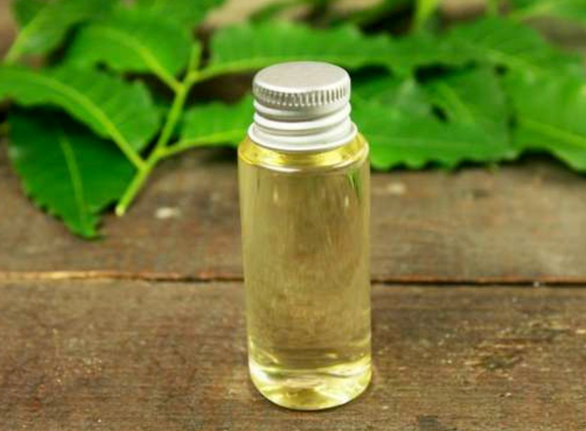 know how to get rid of maggots insect from garden