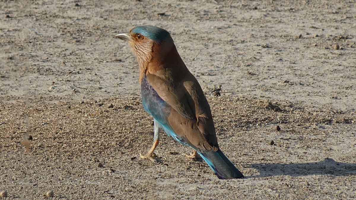 Neelkanth At Home नीलकंठ के दर्शन दशहरा 2022Dussehra 2022 इस दिन