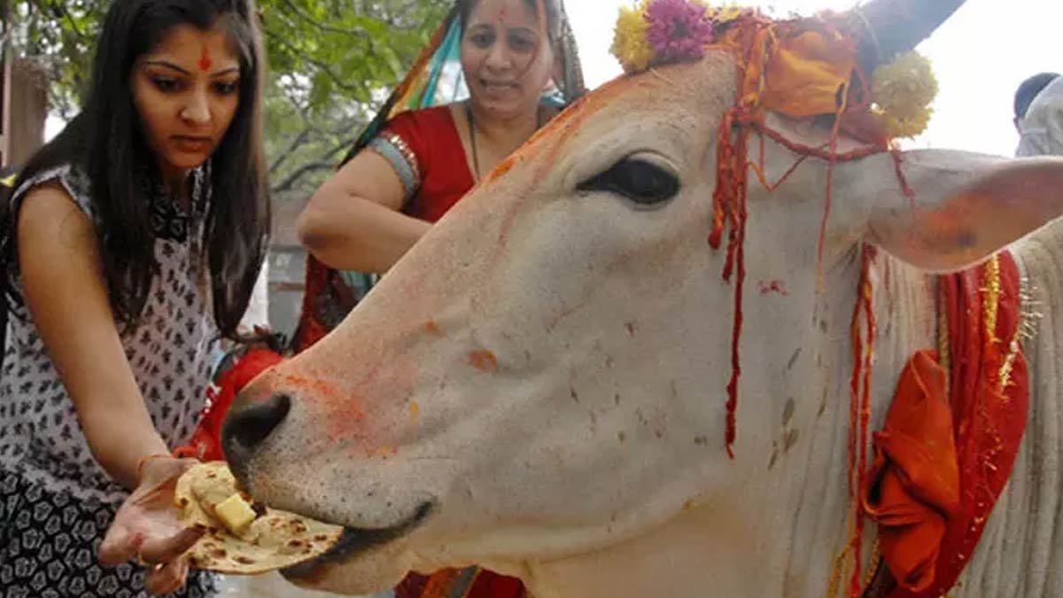 feeding-cow-benefits-gaay-ko-roti-dene