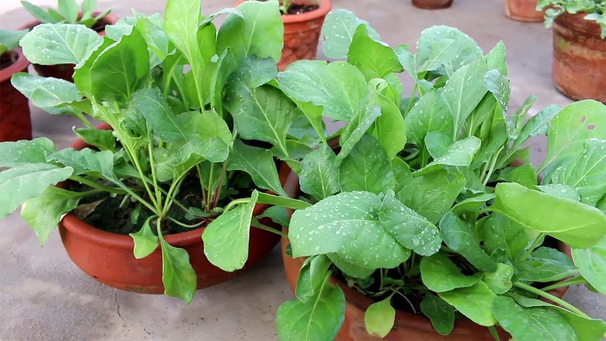 plants to grow in november in pot