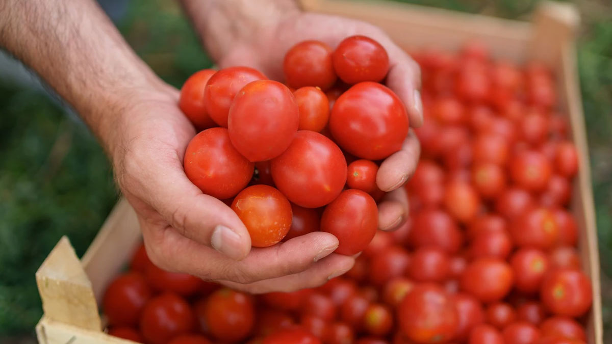 tips for how to choose tomato