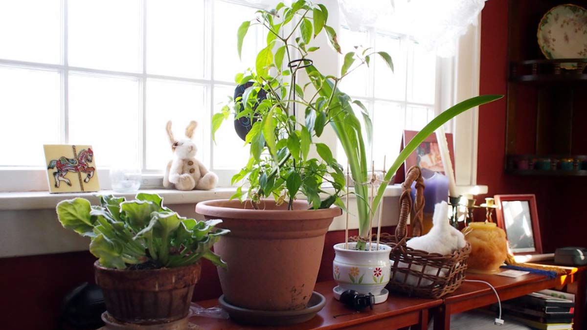 tips to takecare of plants