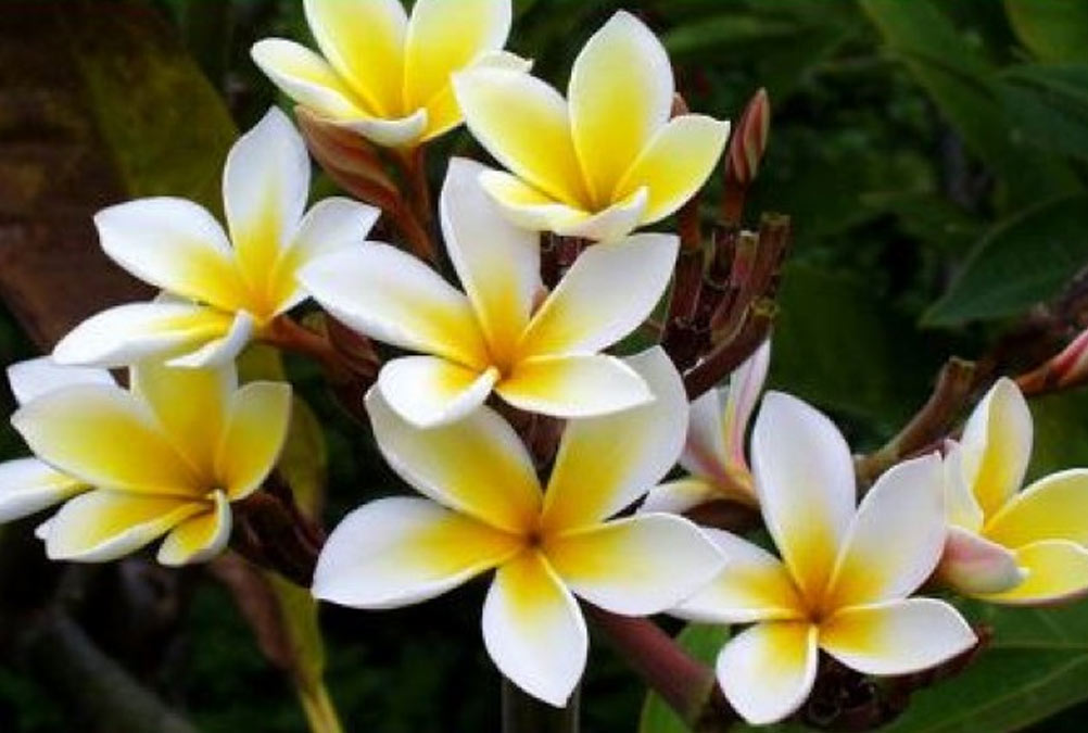 Umbrella Tree Cursedकेतकी का फूल Umbrella Tree Ke Phool why ketaki