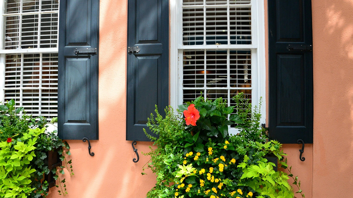 Beetle Bugs From Home