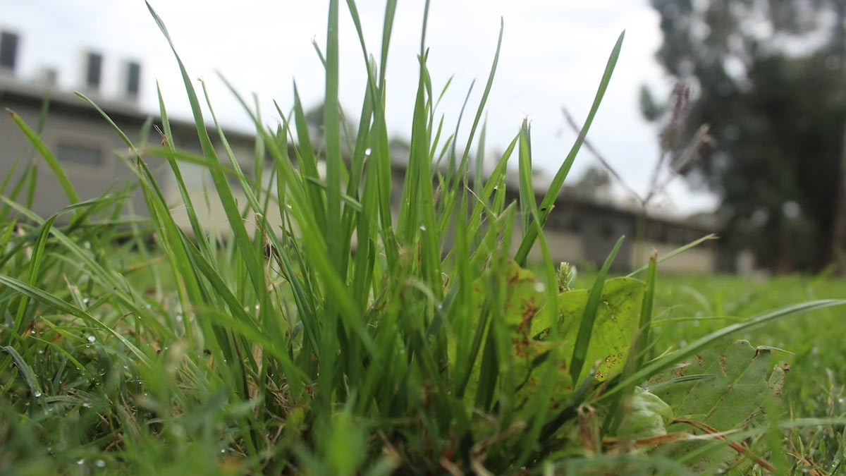 DHOOP GHAS KA PUJA MEI MAHATAV