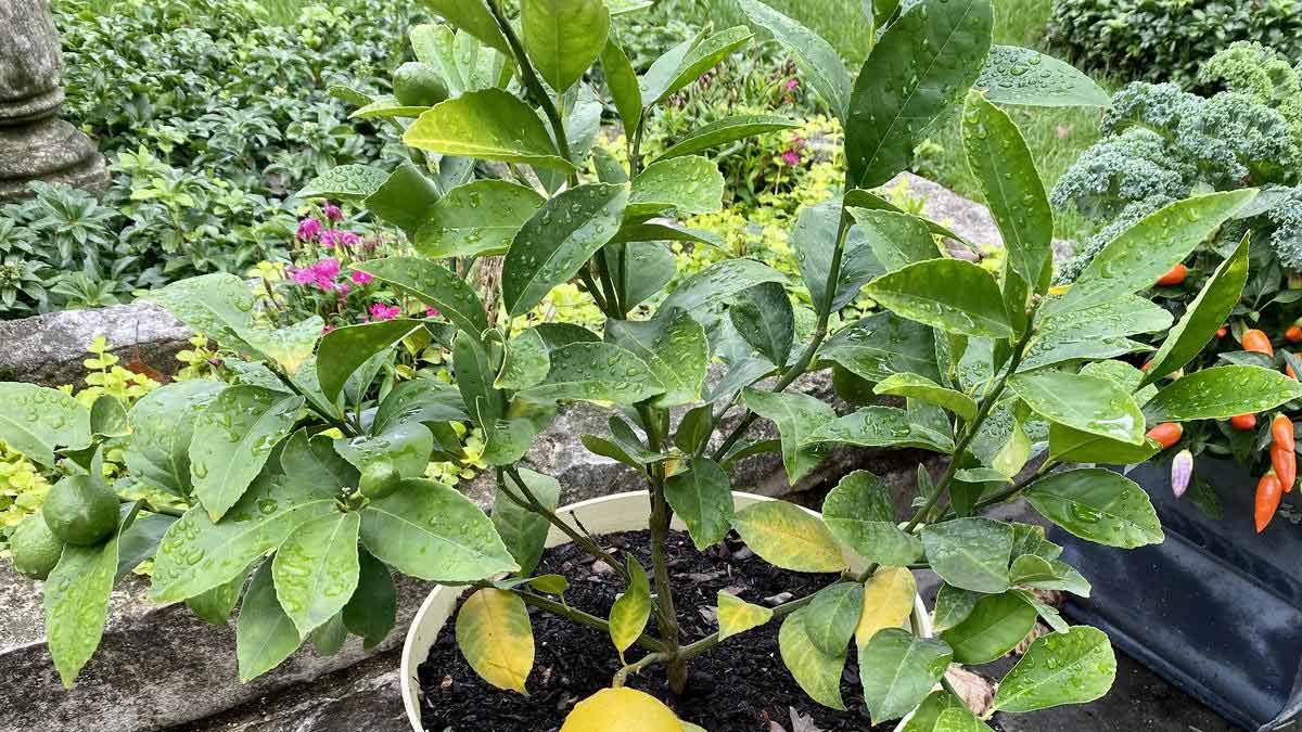 Fertilizer For Autumn Season in hindi