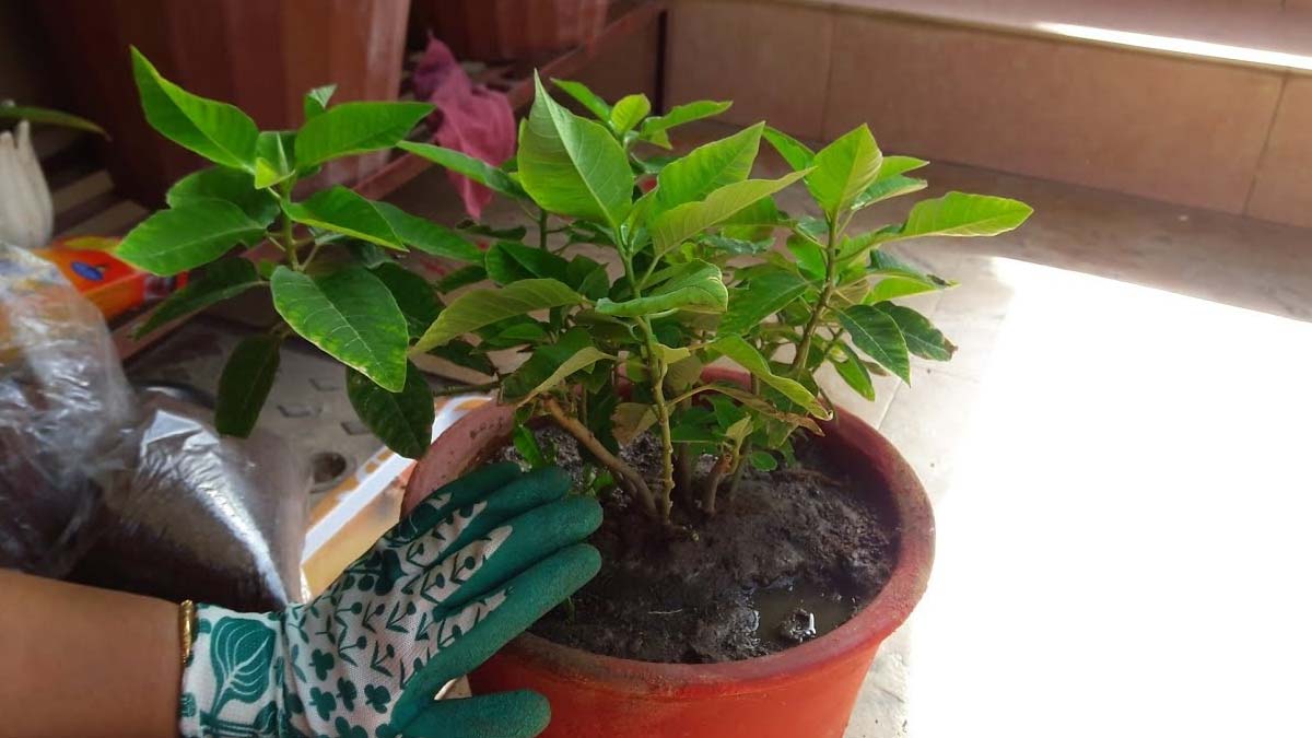 Fertilizer For Autumn Season