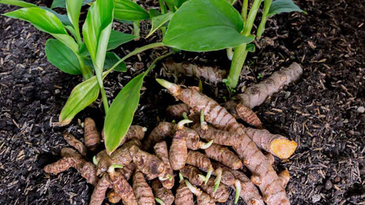 Grow turmeric plant in your kitchen