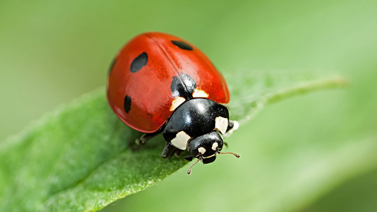 How To Get Rid Of Beetles In House Naturally in hindi