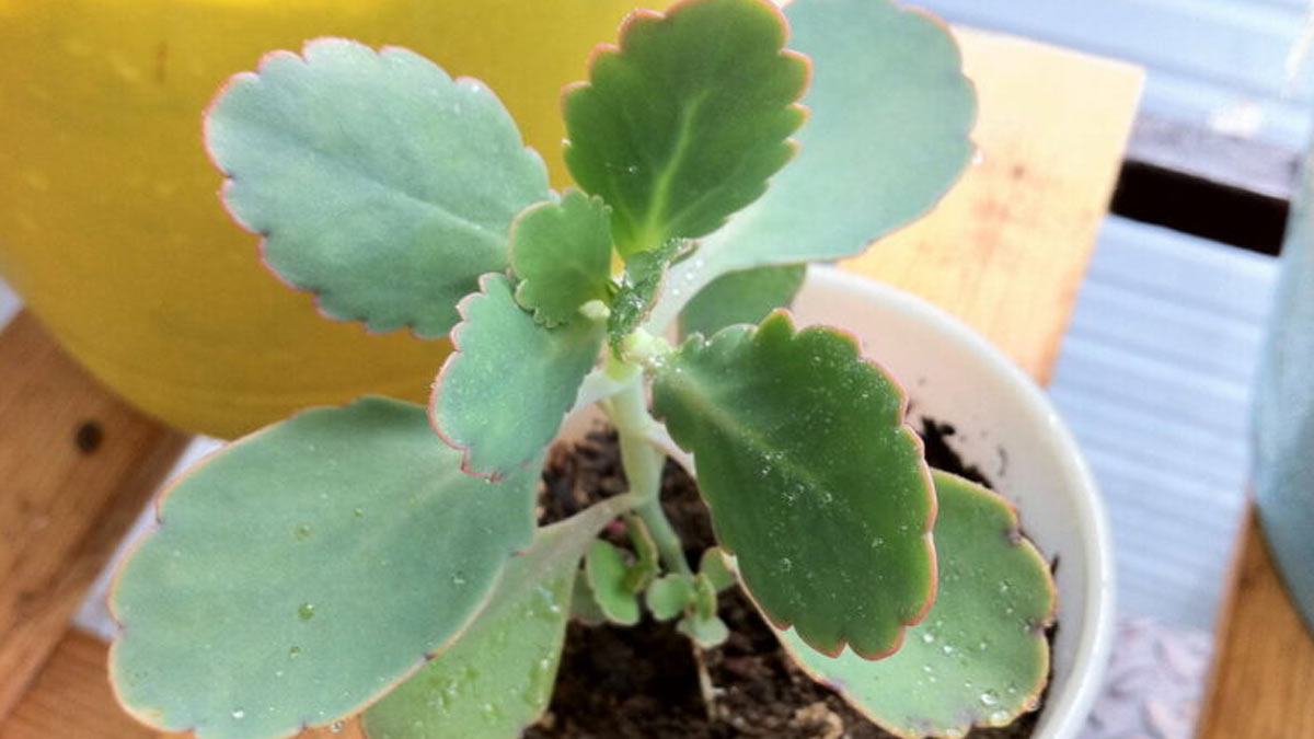 How To Grow Kalanchoe Pinnata in hindi