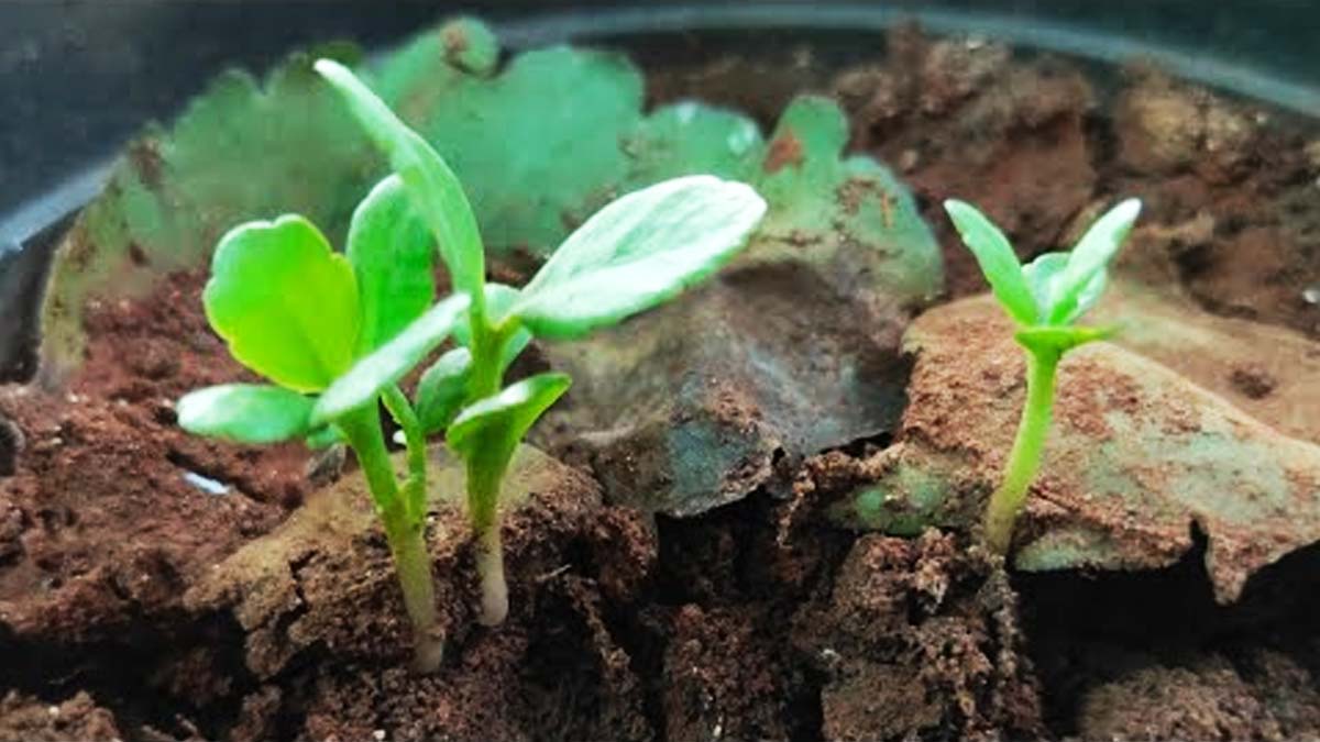 How To Grow Kalanchoe Pinnata