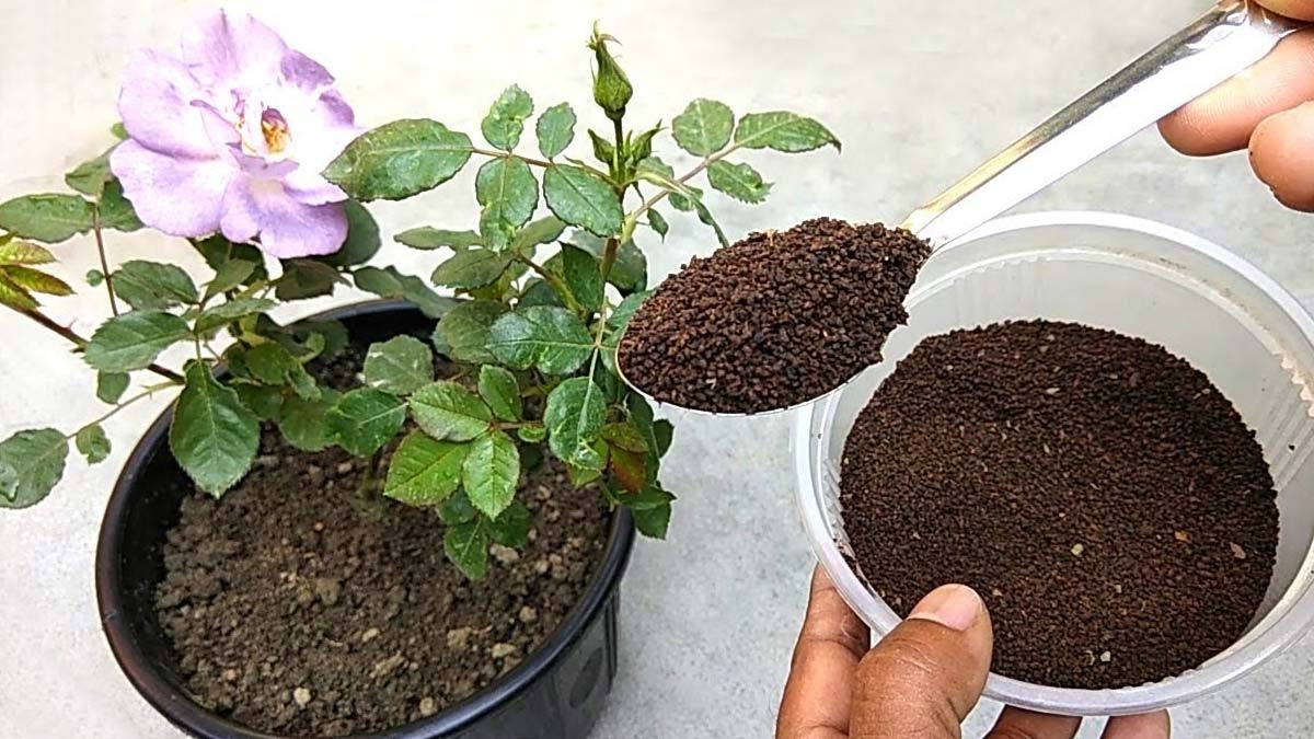 Know About Best Fertilizer For Autumn Season