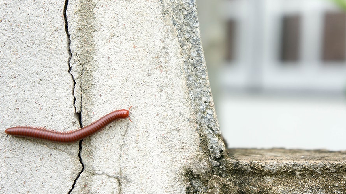 Millipedes Removing Tips From Home