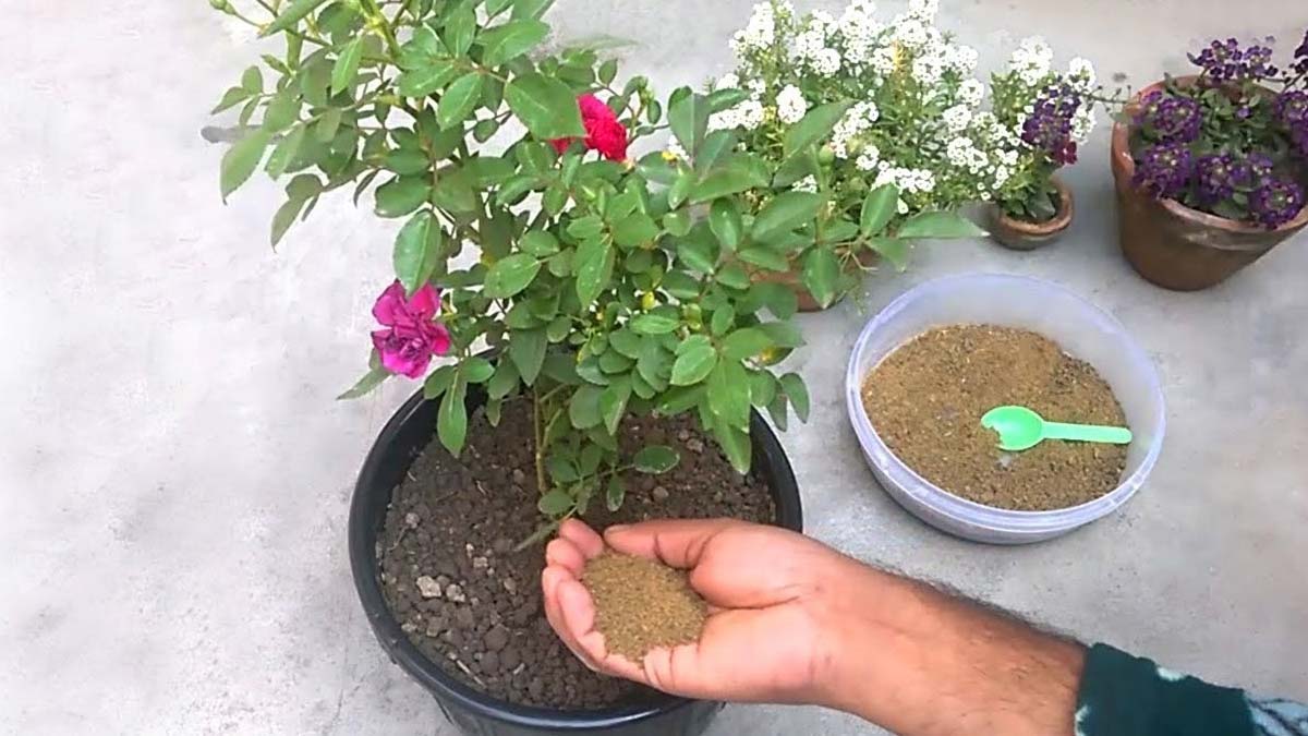 Plant Fertilizer For Autumn Season