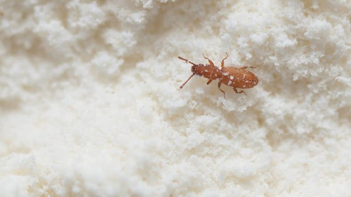 Rice flour storing tips in hindi